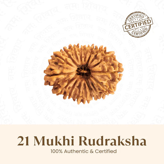 Nepal Origin 21 Mukhi Rudraksha