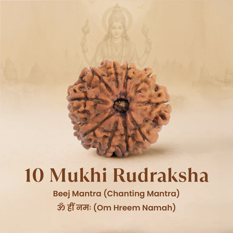 Nepal Origin 10 Mukhi Rudraksha