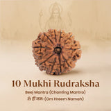 Nepal Origin 10 Mukhi Rudraksha