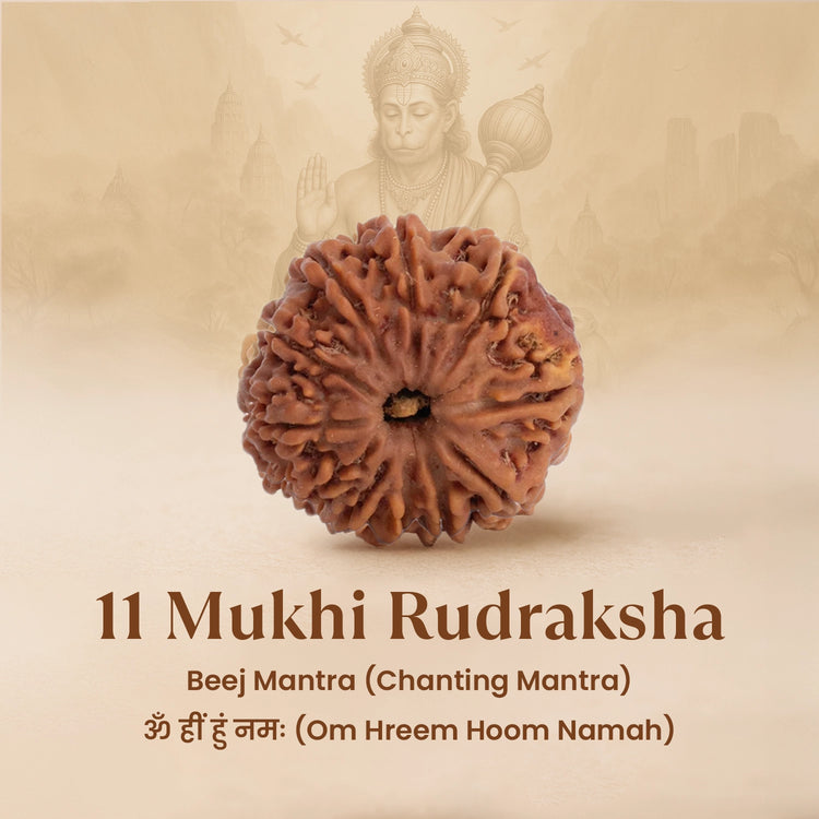 Nepal Origin 11 Mukhi Rudraksha
