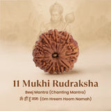 Nepal Origin 11 Mukhi Rudraksha