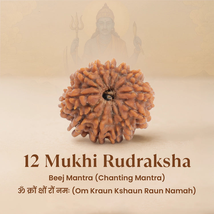 Nepal Origin 12 Mukhi Rudraksha