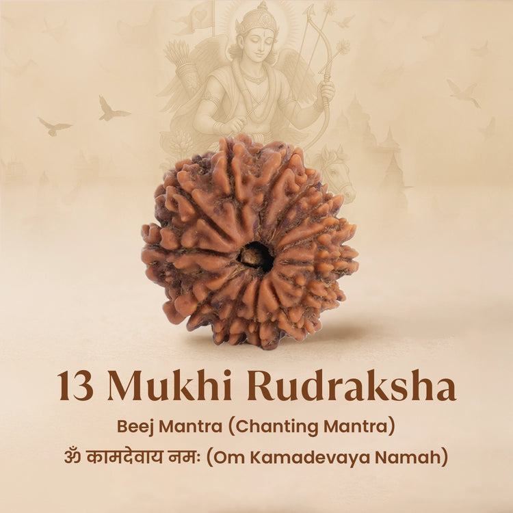 Nepal Origin 13 Mukhi Rudraksha