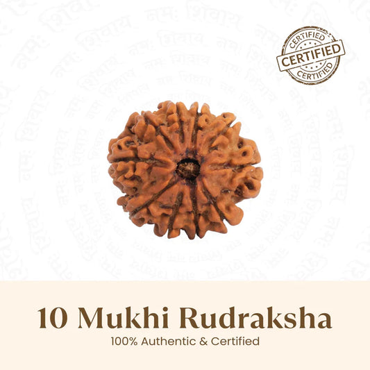 Nepal Origin 10 Mukhi Rudraksha