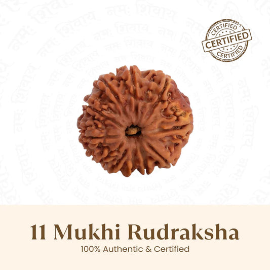 Nepal Origin 11 Mukhi Rudraksha