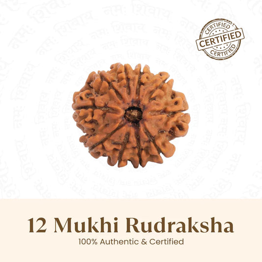 Nepal Origin 12 Mukhi Rudraksha