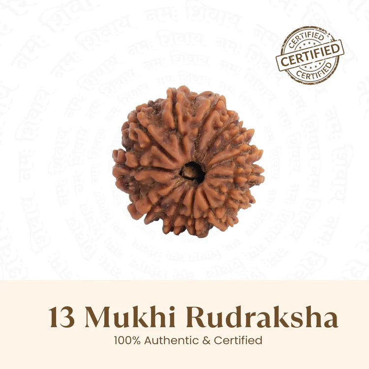 Nepal Origin 13 Mukhi Rudraksha