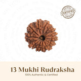 Nepal Origin 13 Mukhi Rudraksha