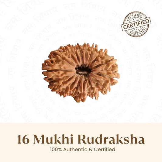 Nepal Origin 16 Mukhi Rudraksha