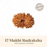 Nepal Origin 17 Mukhi Rudraksha