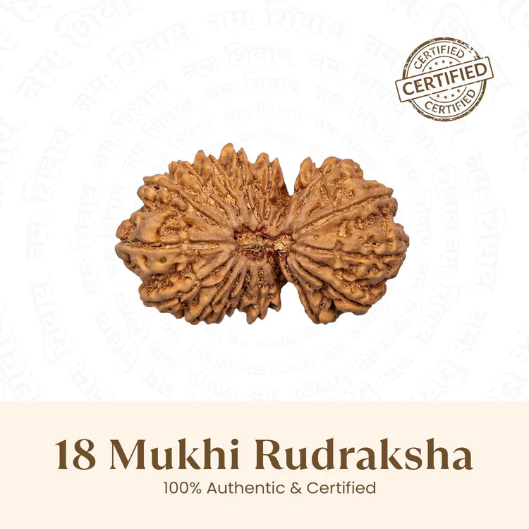Nepal Origin 18 Mukhi Rudraksha