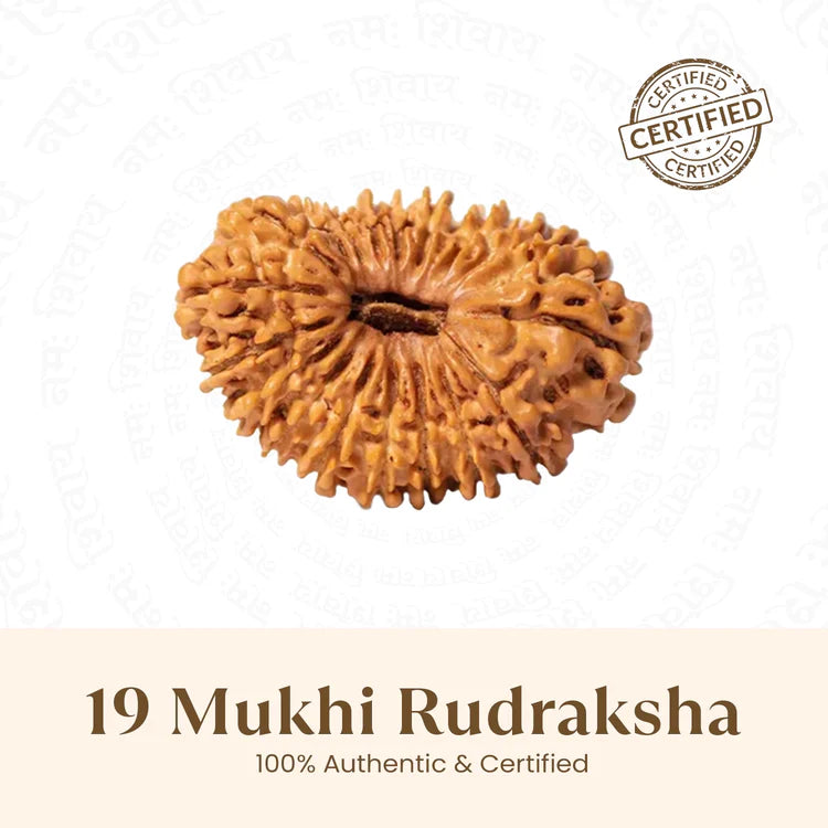 Nepal Origin 19 Mukhi Rudraksha