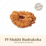 Nepal Origin 19 Mukhi Rudraksha