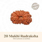 Nepal Origin 20 Mukhi Rudraksha