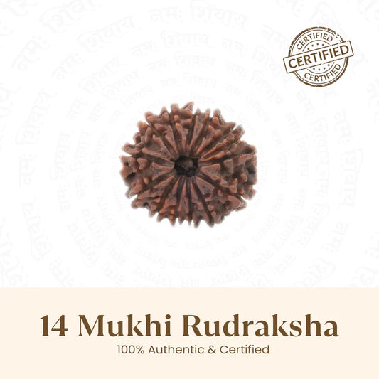 Nepal Origin 14 Mukhi Rudraksha