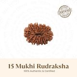 Nepal Origin 15 Mukhi Rudraksha