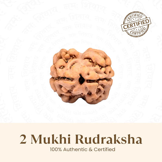 Nepal Origin 2 Mukhi Rudraksha
