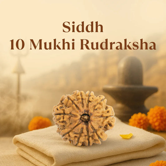 Kashi Siddh Nepal Origin 10 Mukhi Rudraksha
