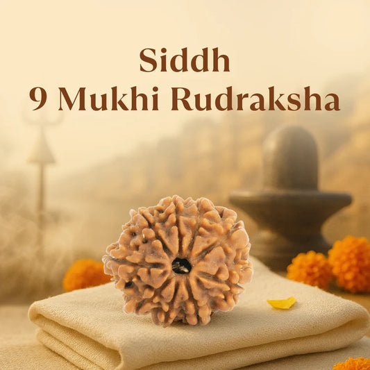 Kashi Siddh Nepal Origin 9 Mukhi Rudraksha