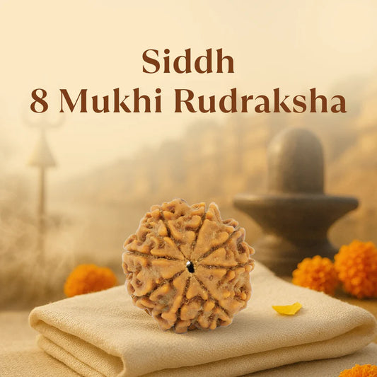 Kashi Siddh Nepal Origin 8 Mukhi Rudraksha