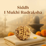 Kashi Siddh Nepal Origin 1 Mukhi Rudraksha - 17mm to 22mm