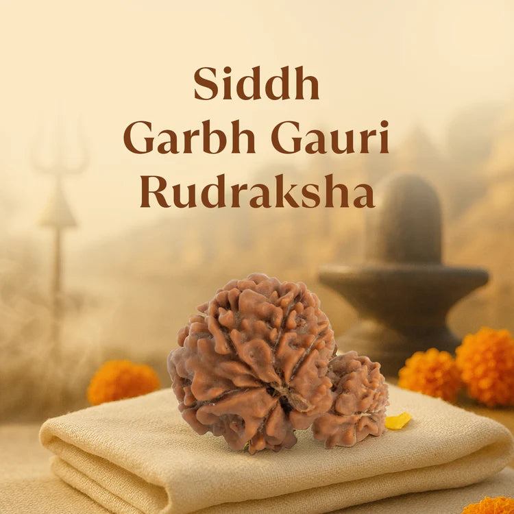 Kashi Siddh Nepal Origin Garbh Gauri Rudraksha