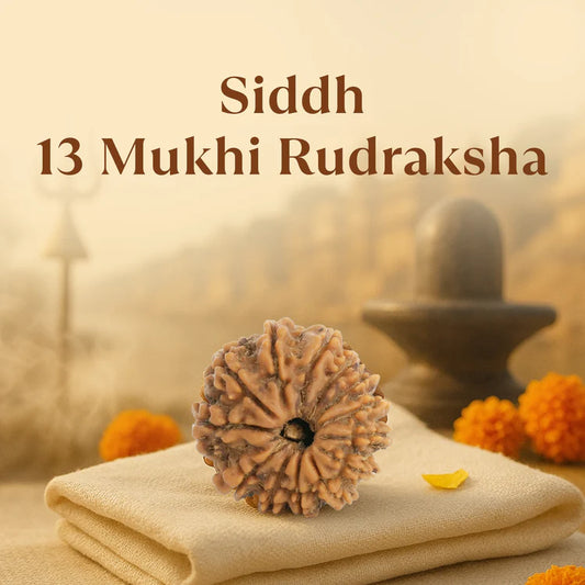 Kashi Siddh Nepal Origin 13 Mukhi Rudraksha
