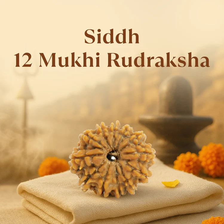 Kashi Siddh Nepal Origin 12 Mukhi Rudraksha