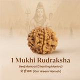 Nepal Origin 1 Mukhi Rudraksha