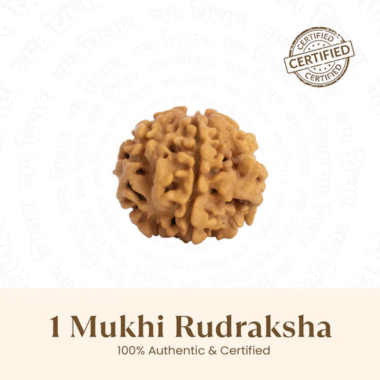 Nepal Origin 1 Mukhi Rudraksha