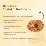 Nepal Origin 21 Mukhi Rudraksha