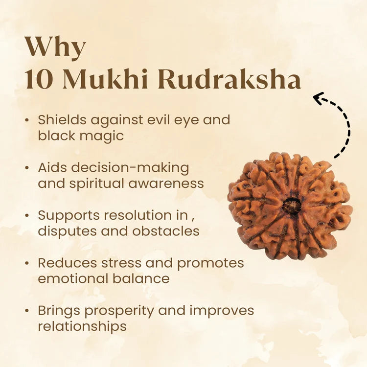 Nepal Origin 10 Mukhi Rudraksha