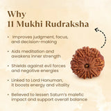 Nepal Origin 11 Mukhi Rudraksha
