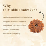 Nepal Origin 12 Mukhi Rudraksha