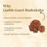 Nepal Origin Garbh Gauri Rudraksha