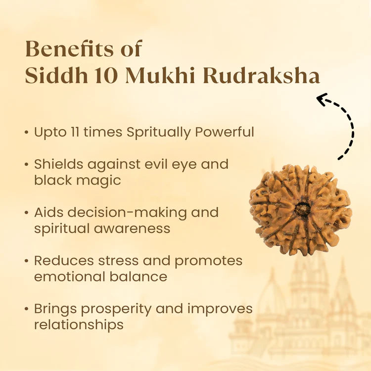Kashi Siddh Nepal Origin 10 Mukhi Rudraksha