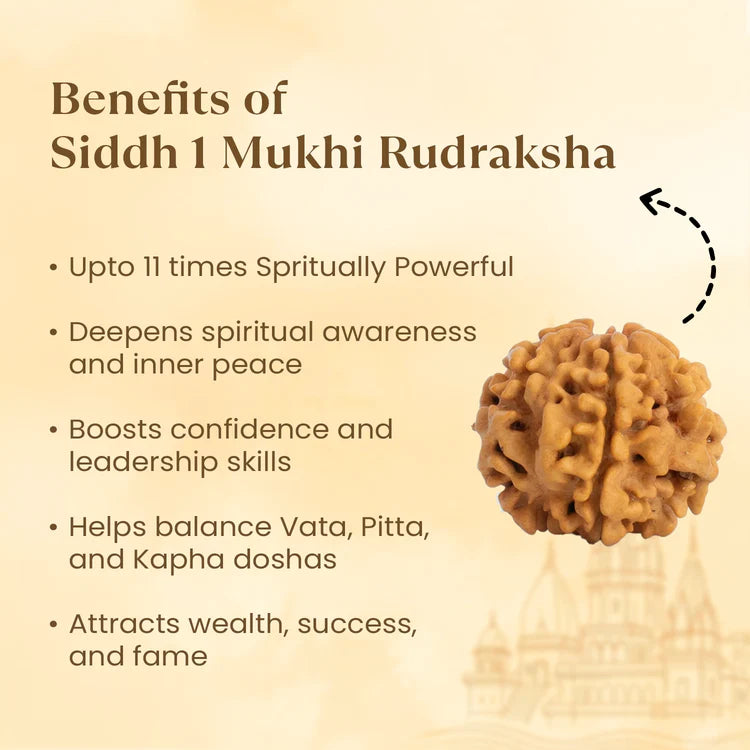 Kashi Siddh Nepal Origin 1 Mukhi Rudraksha - 17mm to 22mm