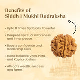 Kashi Siddh Nepal Origin 1 Mukhi Rudraksha - 17mm to 22mm