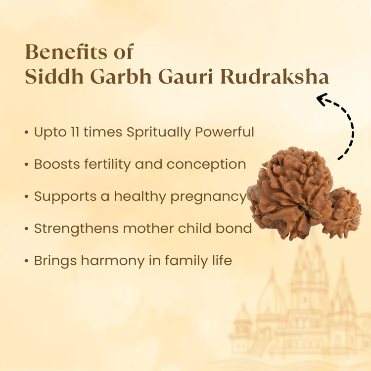 Kashi Siddh Nepal Origin Garbh Gauri Rudraksha