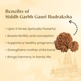 Kashi Siddh Nepal Origin Garbh Gauri Rudraksha