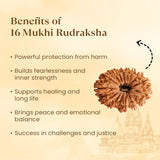 Nepal Origin 16 Mukhi Rudraksha