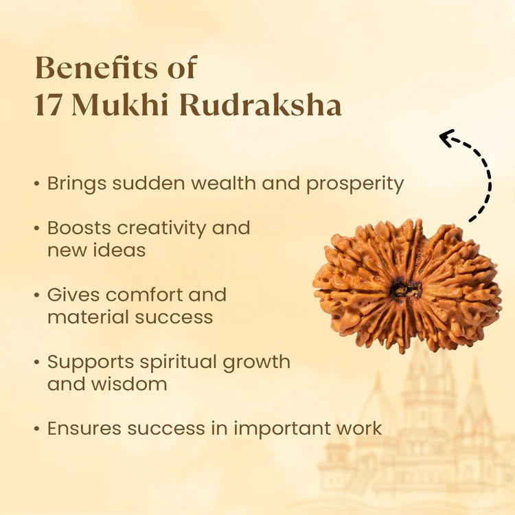 Nepal Origin 17 Mukhi Rudraksha