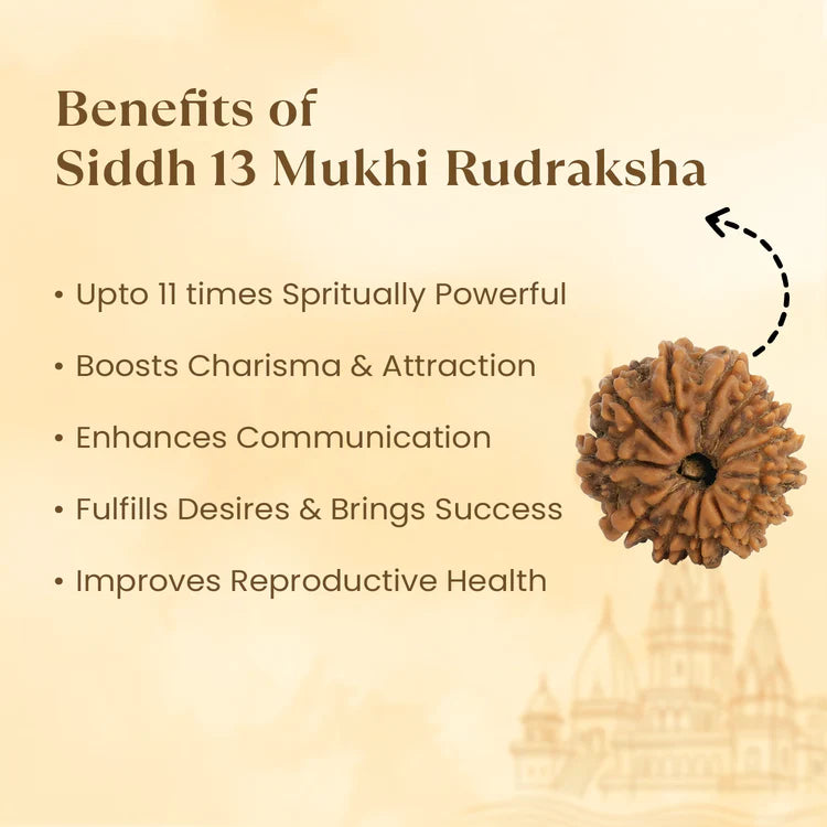 Kashi Siddh Nepal Origin 13 Mukhi Rudraksha