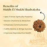 Kashi Siddh Nepal Origin 13 Mukhi Rudraksha