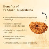 Nepal Origin 19 Mukhi Rudraksha