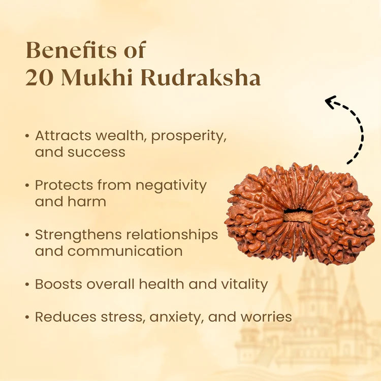 Nepal Origin 20 Mukhi Rudraksha