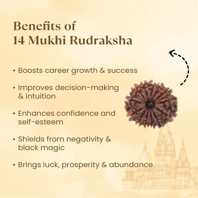 Nepal Origin 14 Mukhi Rudraksha