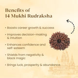 Nepal Origin 14 Mukhi Rudraksha