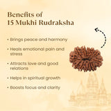 Nepal Origin 15 Mukhi Rudraksha