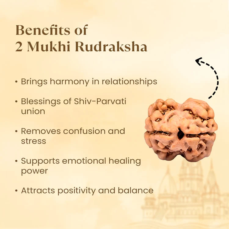 Nepal Origin 2 Mukhi Rudraksha